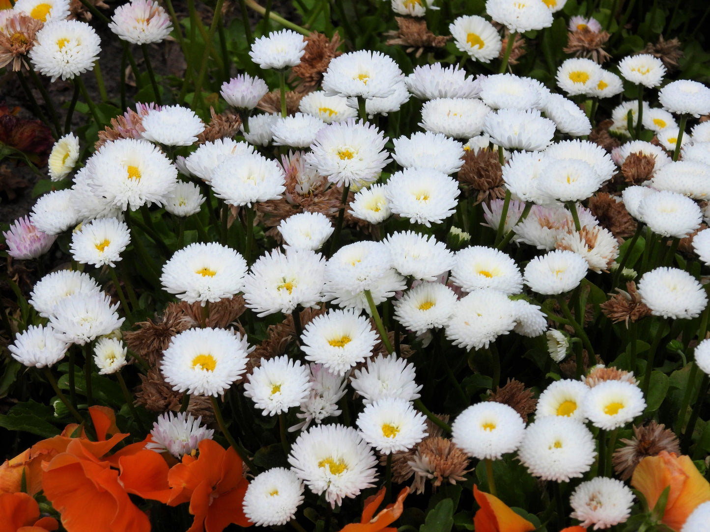 500 Dwarf WHITE ENGLISH DAISY Bellis Perennis Flower Seeds