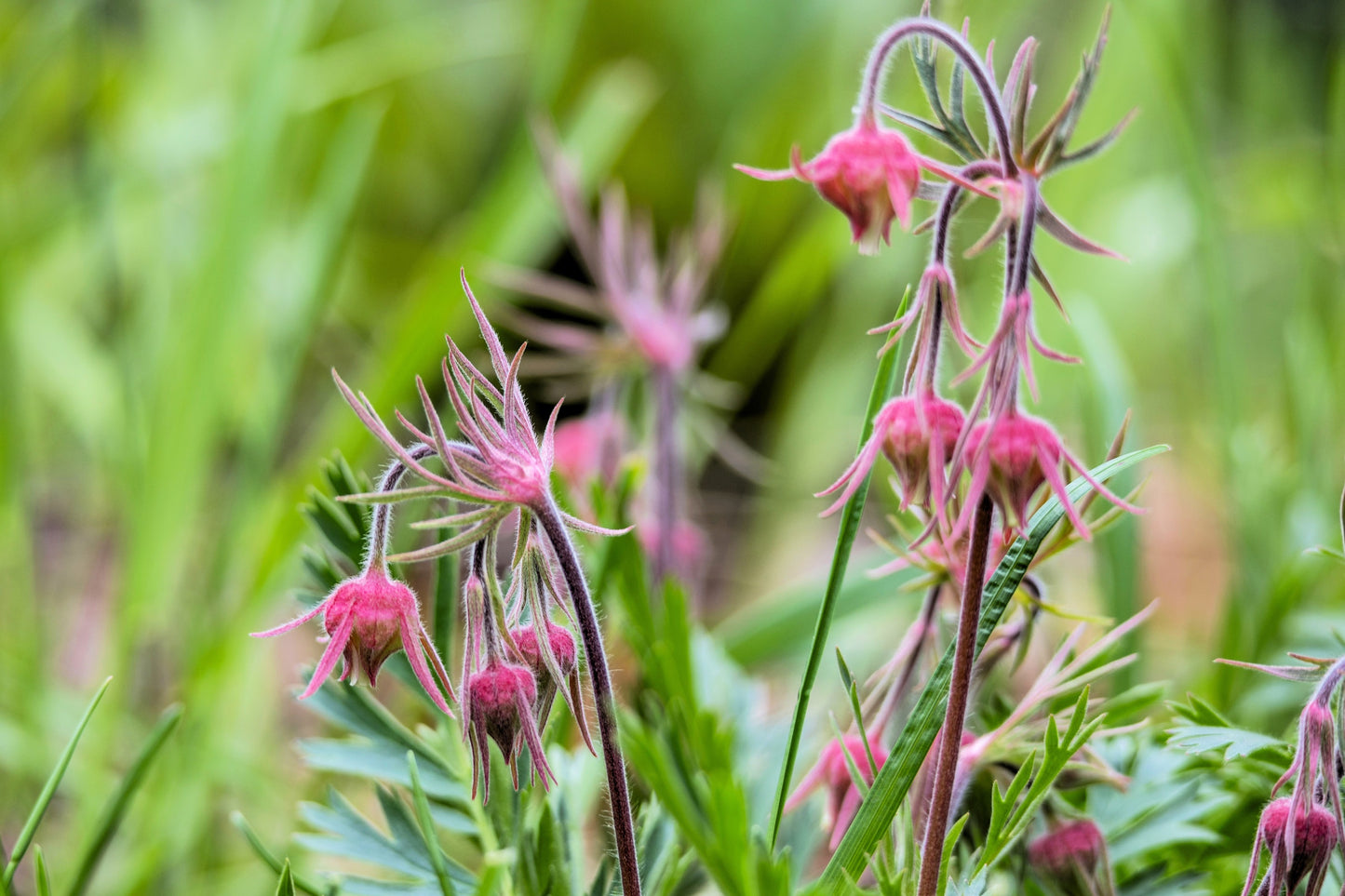 25 PRAIRIE SMOKE Geum Triflorum Purple Prairie Avens Pink Flower Seeds