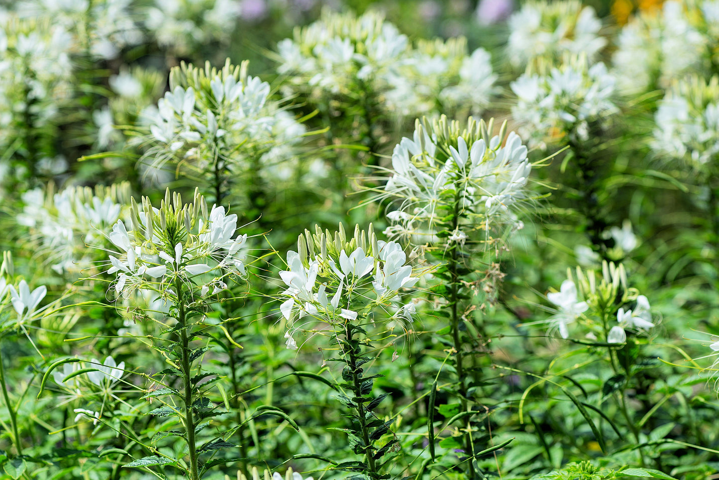 200 WHITE QUEEN CLEOME (Spider Flower) Cleome Hassleriana Cleome Spinosa Flower Seeds