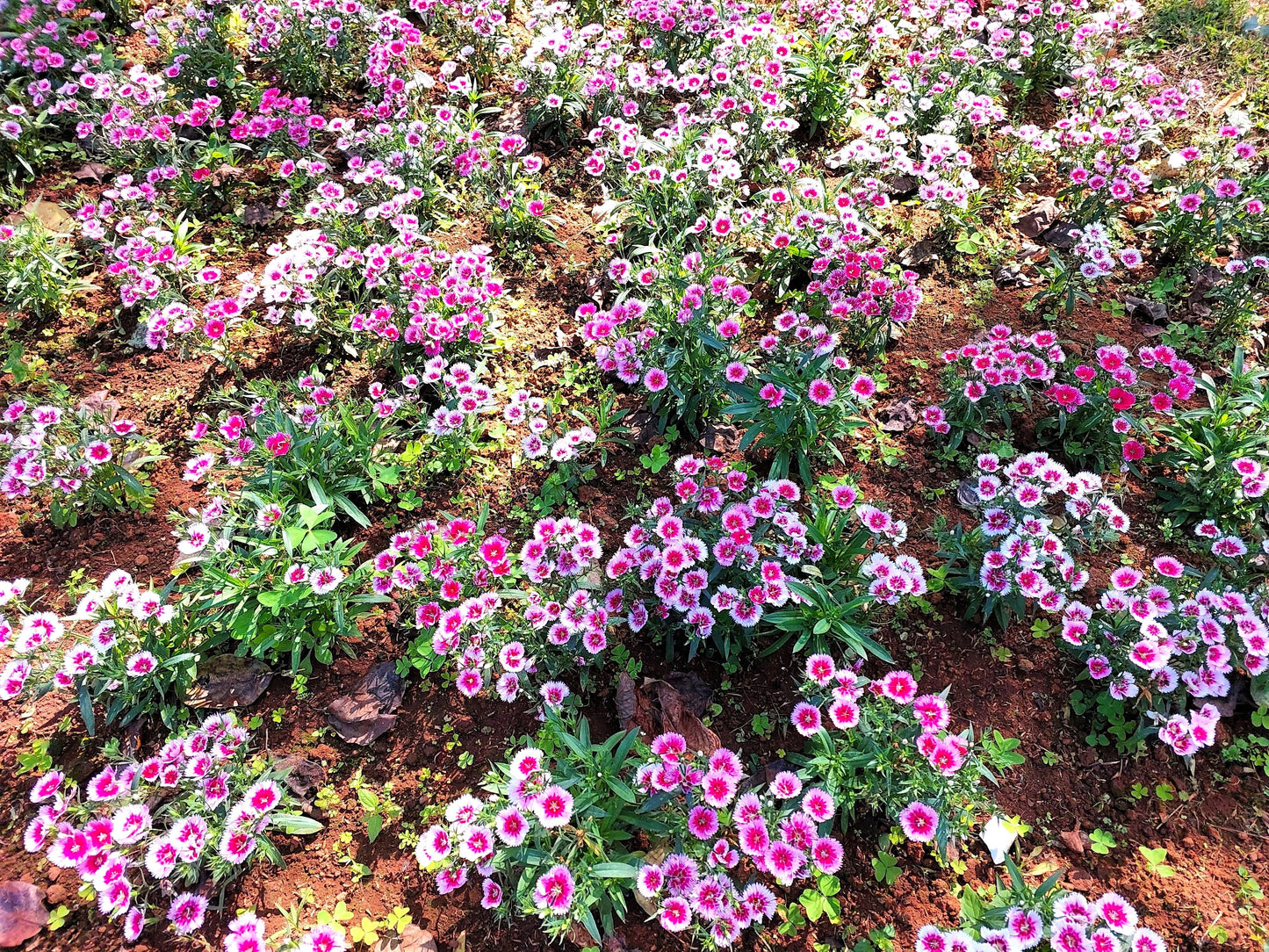 500 MIXED CHINESE PINKS China Rainbow Pink Dianthus Chinensis Bicolor Flower Seeds