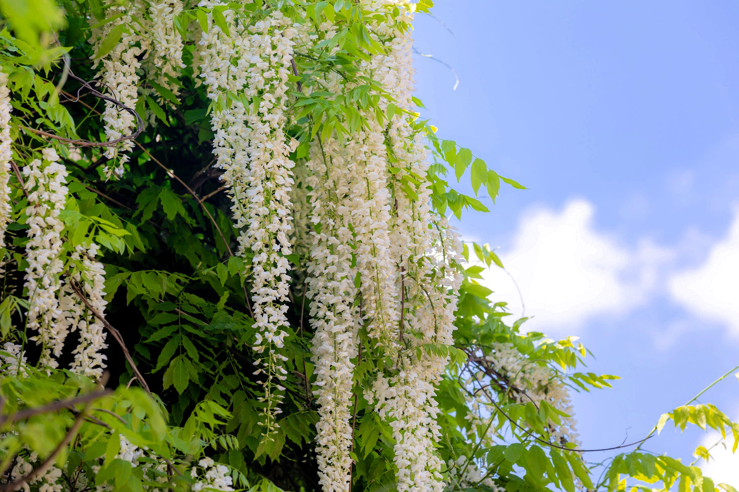 5 WHITE WISTERIA Floribunda Alba Ornamental Japanese Flower Vine Seeds