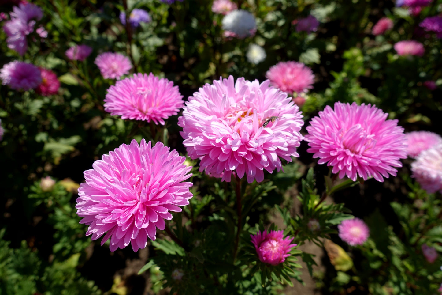 30 Duchess PINK PAEONY ASTER French Peony Callistephus Flower Seeds