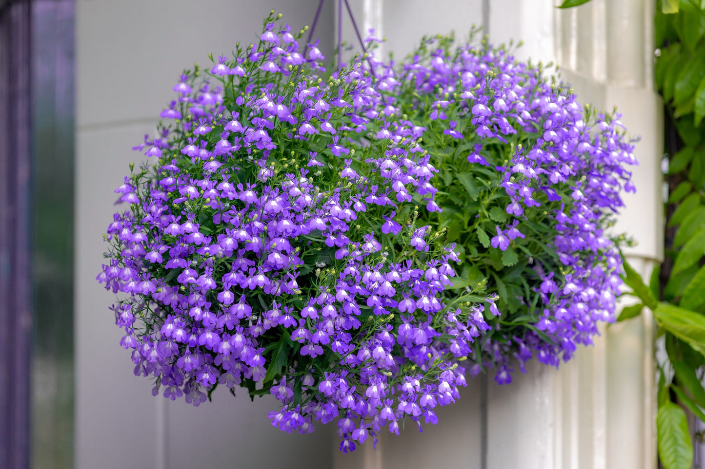 lobelia hanging plants 200 LILAC Purple LOBELIA REGATTA Lobelia Erinus Flower Seeds – Seedville USA