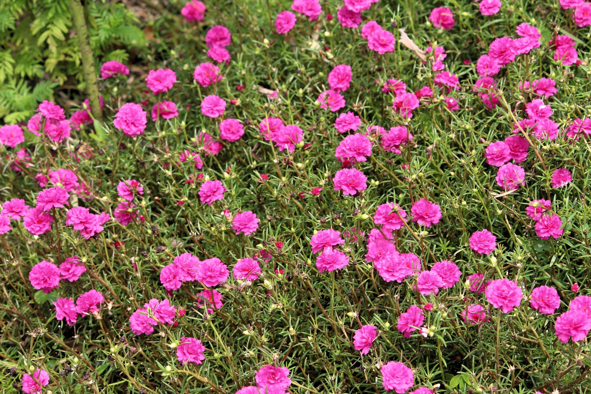 table rose plant seeds 100 Pink PORTULACA Grandiflora / MOSS ROSE Flower Seeds