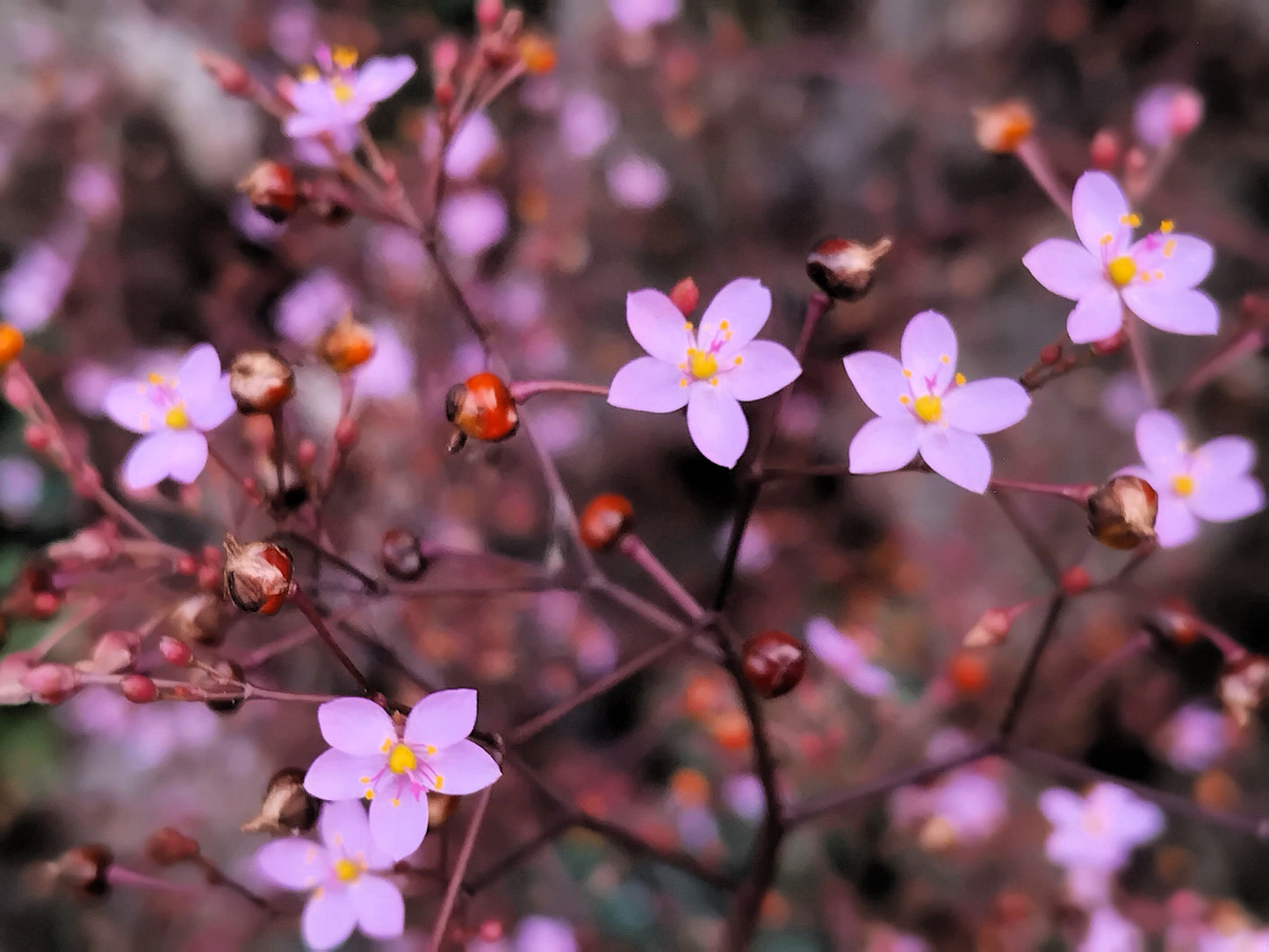 150 FAME FLOWER Jewels of Opar Talinum Paniculatum Portulaca Patens Fameflower Vegetable Leaf Seeds