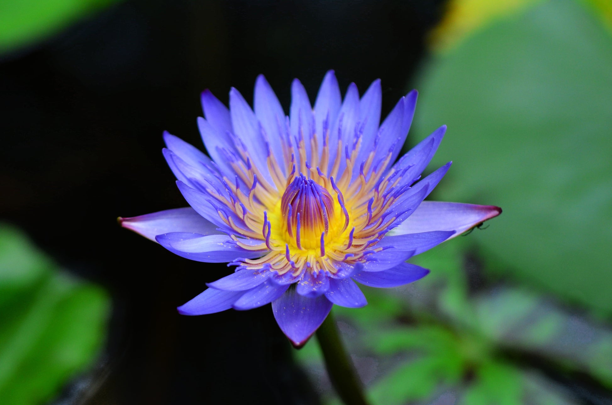 buy blue lily flower 10 BLUE WATER LILY / Lily Pad / Asian Water Lotus / Sacred Egyptian Lotus Nymphaea Caerulea Flower Seeds