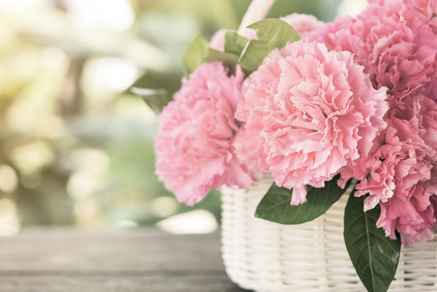 50 La France PINK CARNATION Dianthus Caryophyllus Chabaud Flower Seeds