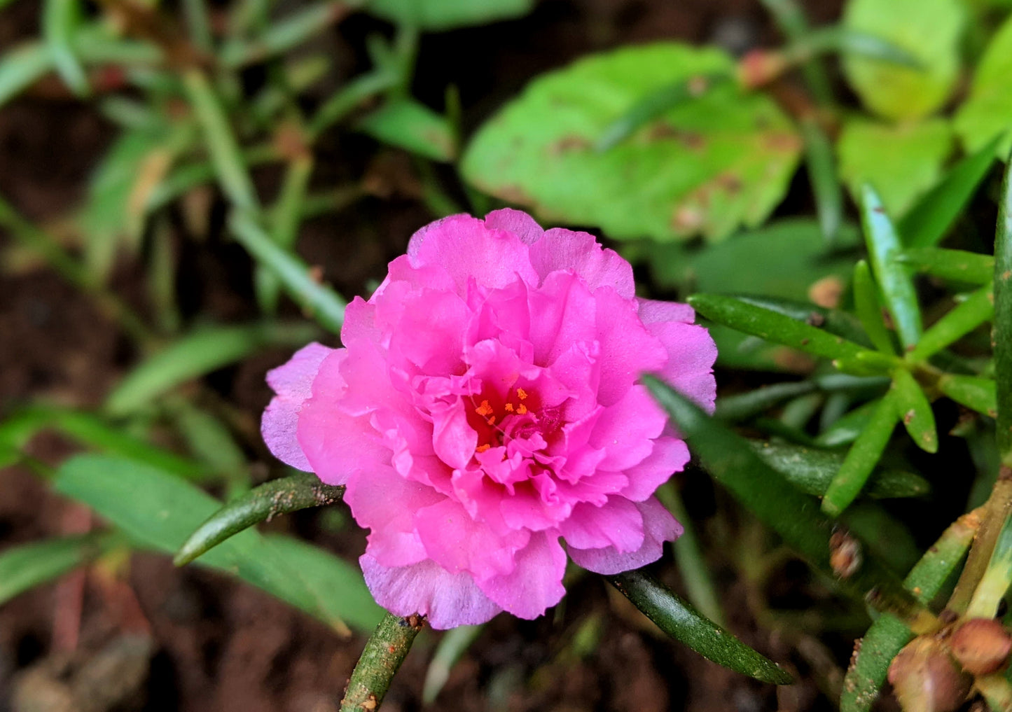 100 Pink PORTULACA Grandiflora / MOSS ROSE Flower Seeds