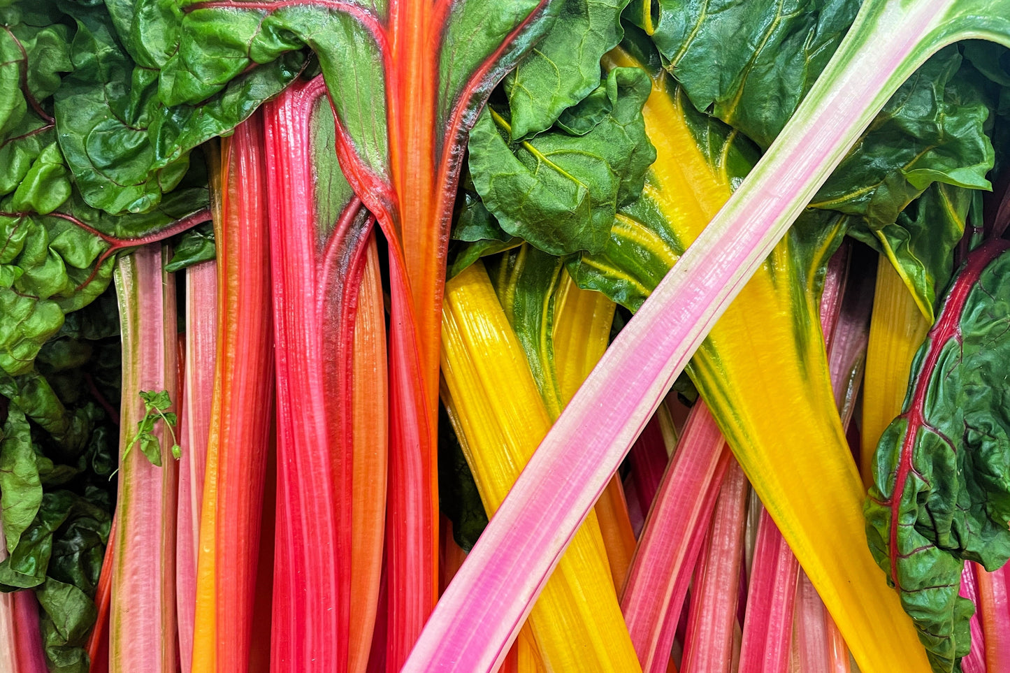 150 Mixed Colors NORTHERN LIGHTS  SWISS CHARD (Perpetual Spinach) Beta Vulgaris Cicla Vegetable Seeds