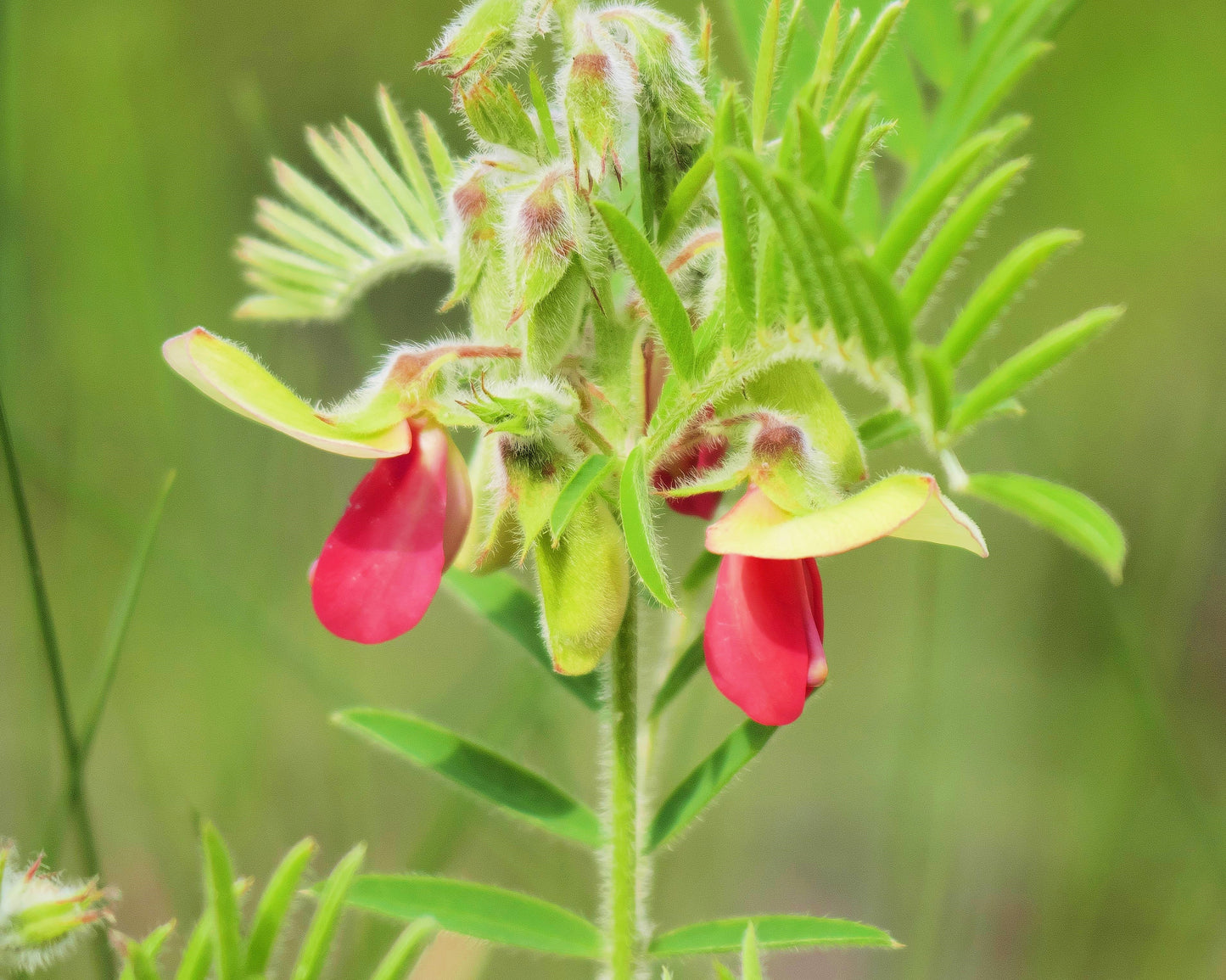 30 GOAT'S RUE Tephrosia Virginiana Cracca Flower Grass Legume Ground Cover Seeds