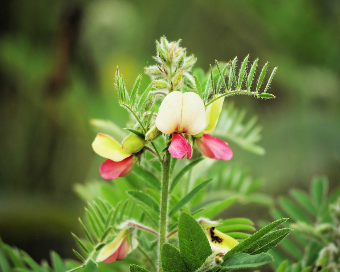 30 GOAT'S RUE Tephrosia Virginiana Cracca Flower Grass Legume Ground Cover Seeds