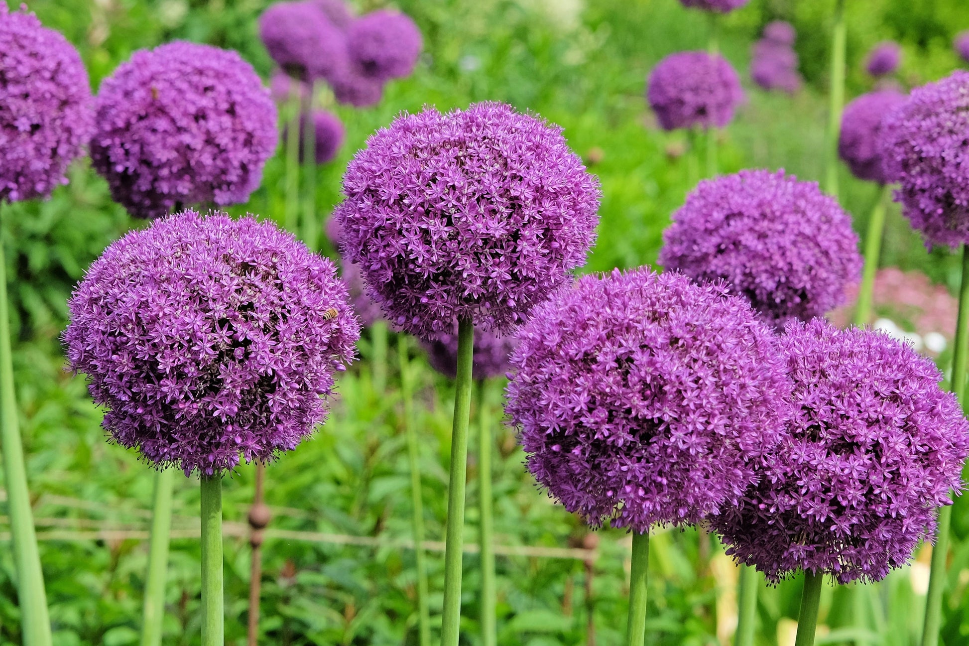 giant allium giganteum flower seeds 25 GIANT ALLIUM Allium Giganteum Purple Globe Flower Seeds
