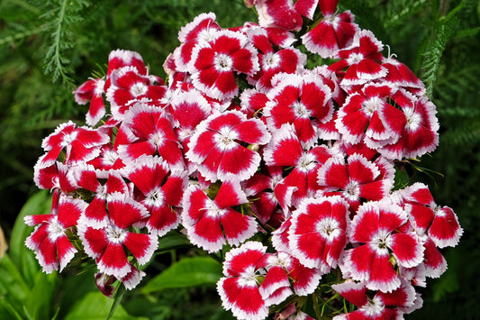 50 HOLBORN GLORY DIANTHUS Barbatus Red & White Sweet William Flower Seeds