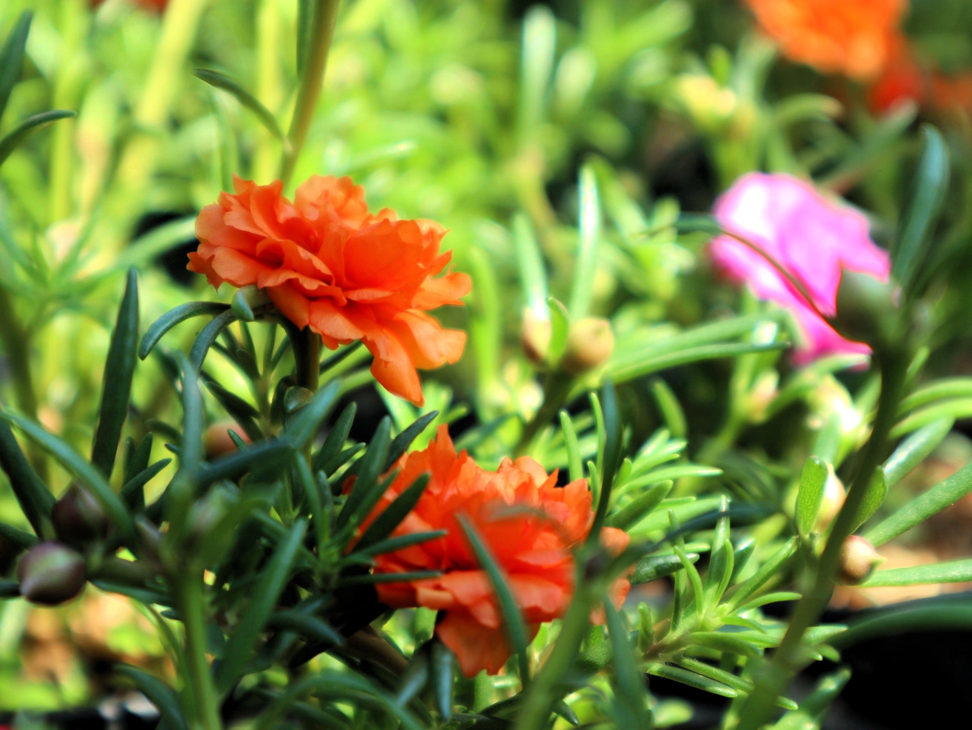 portulaca succulent plant 100 Orange PORTULACA MOSS ROSE Portulaca Grandiflora Succulent Flower Seeds
