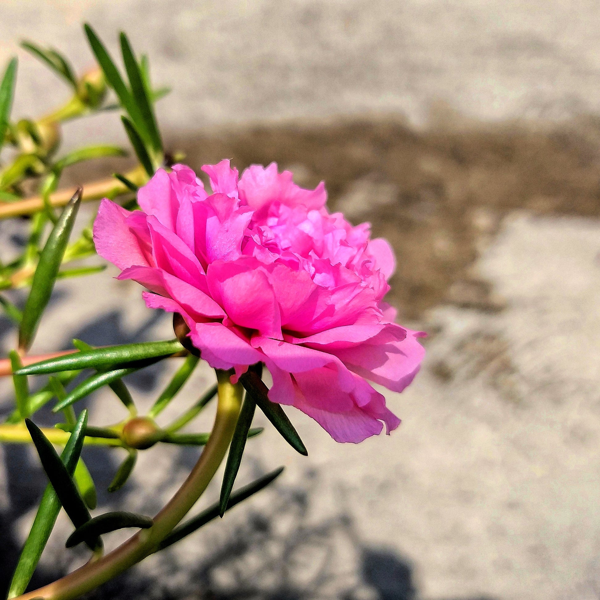 table rose seeds online 100 Pink PORTULACA Grandiflora / MOSS ROSE Flower Seeds – Seedville USA