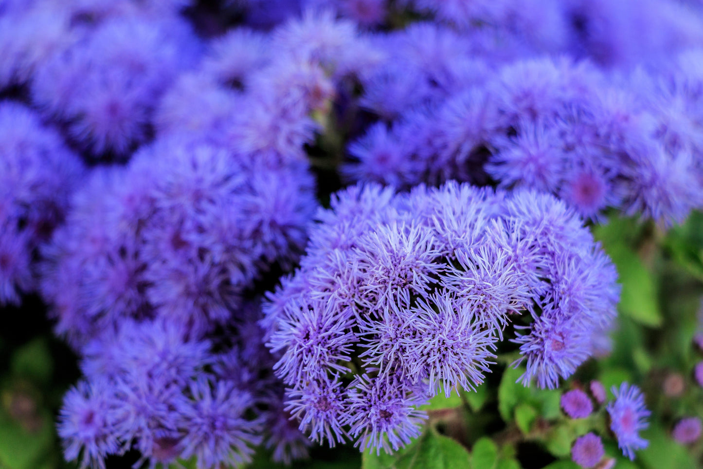 100 Dwarf BLUE MINK AGERATUM Houstonianum Fuzzy Double West Indies Flower Seeds