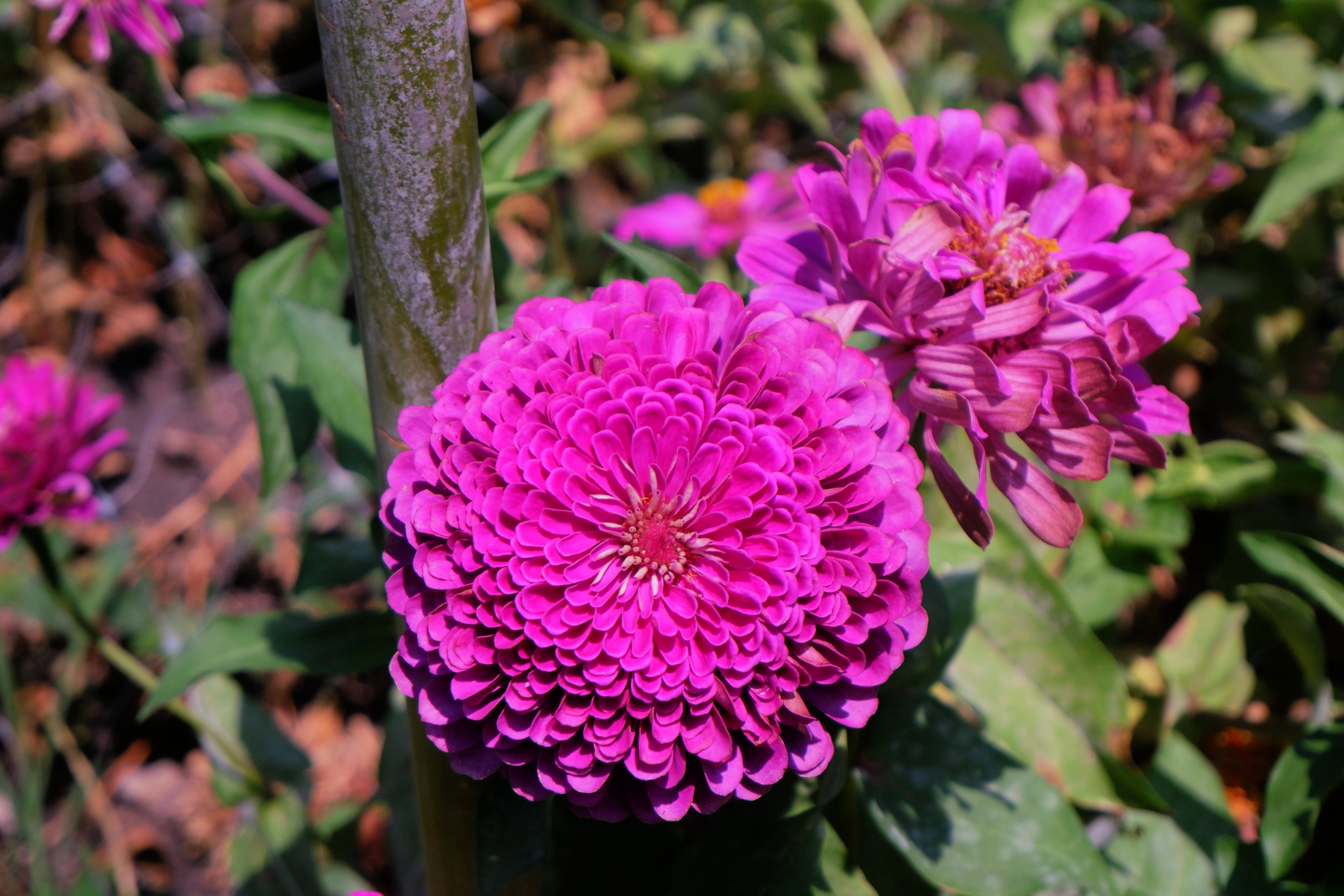 250 VIOLET QUEEN ZINNIA Elegans Purple Double Dahlia Heirloom