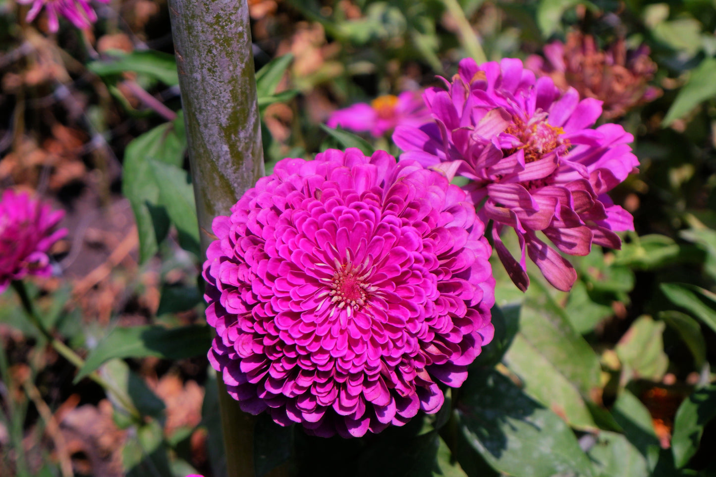 250 VIOLET QUEEN ZINNIA Elegans Purple Double Dahlia Heirloom Flower Seeds