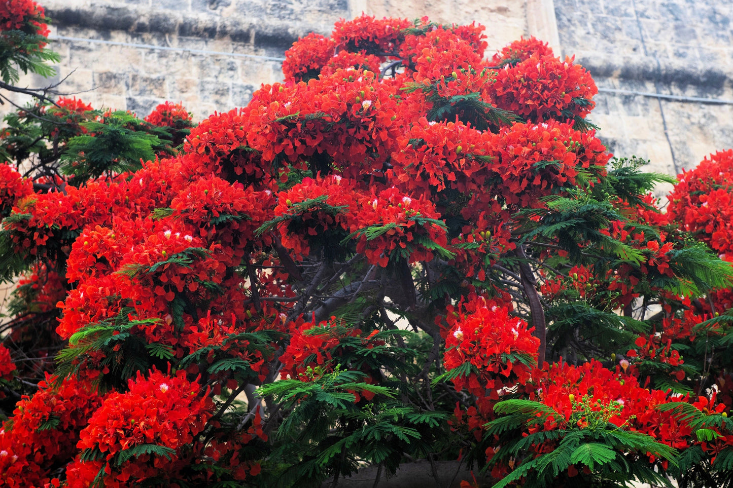 10 ROYAL POINCIANA TREE Delonix Regia aka Red Flame Flamboyant Tree Peacock Flower Seeds