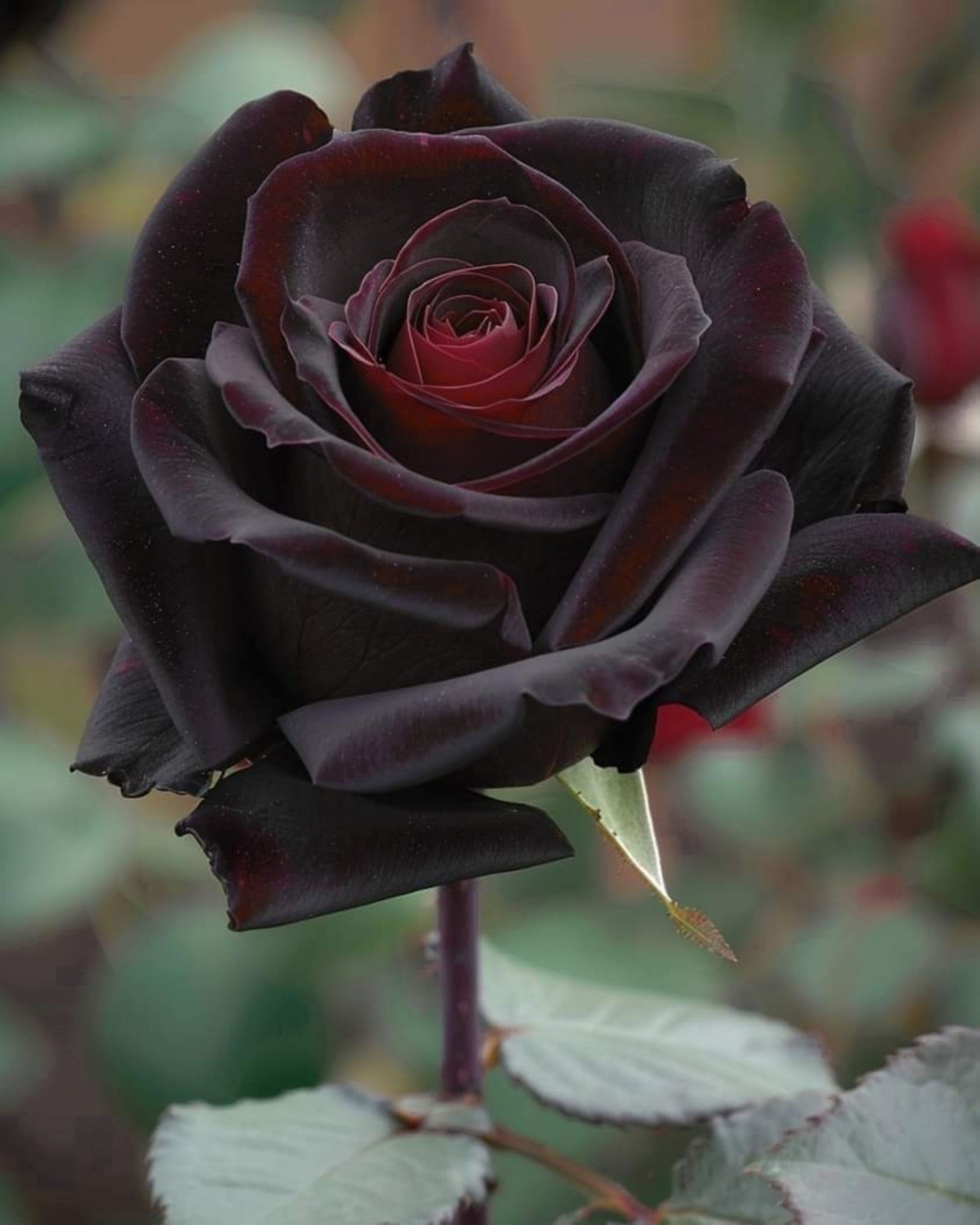 black rose seeds price 5 BLACK ROSE Rosa Bush Shrub Perennial Flower Seeds
