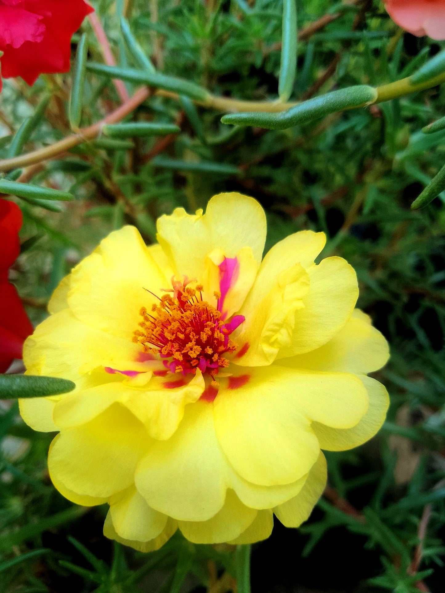 100 Yellow PORTULACA MOSS ROSE Portulaca Grandiflora Succulent Flower Seeds