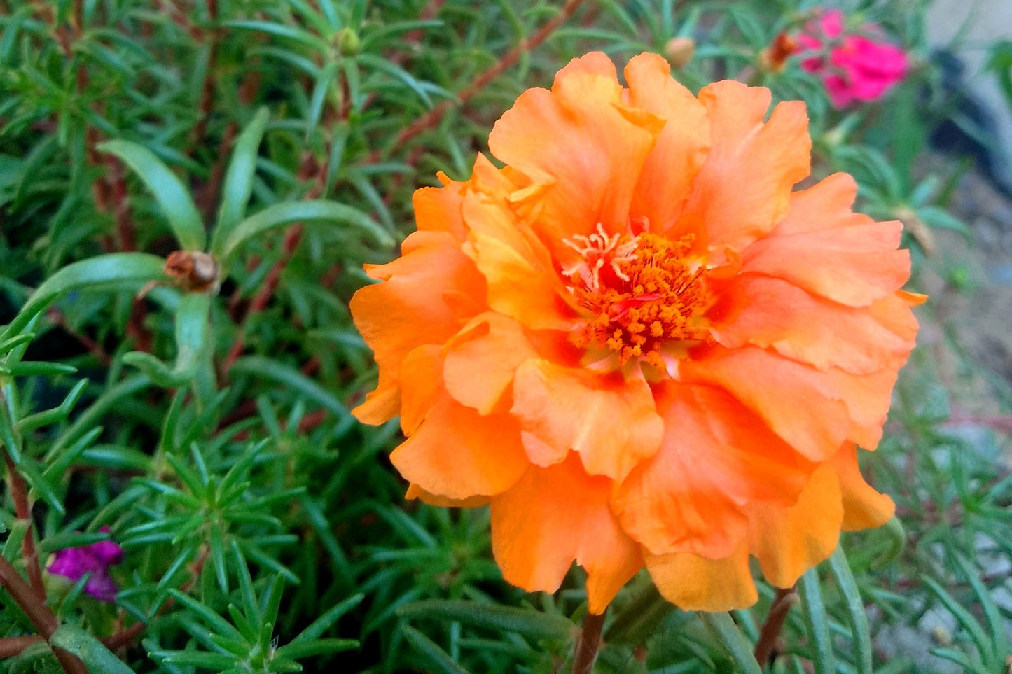 100 Orange PORTULACA MOSS ROSE Portulaca Grandiflora Succulent Flower Seeds