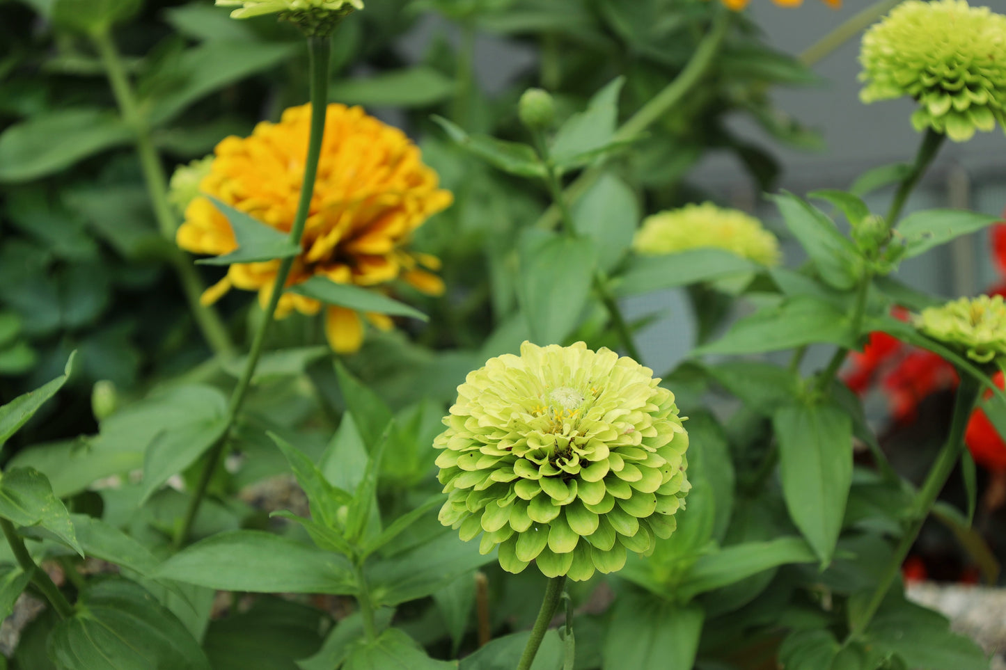 250 GREEN ENVY ZINNIA Elegans Heirloom Chartreuse Double Flower Seeds