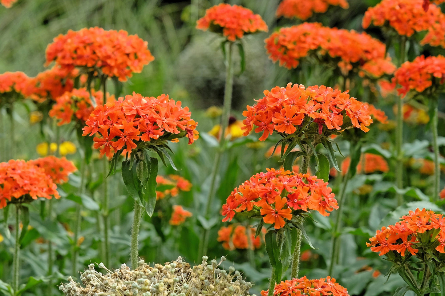 300 MALTESE CROSS Jerusalem Cross Lychnis Campion Chalcedonica Flower Seeds