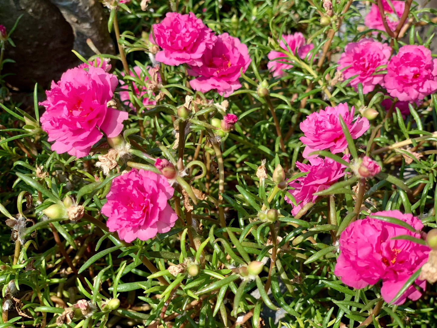 100 Pink PORTULACA Grandiflora / MOSS ROSE Flower Seeds