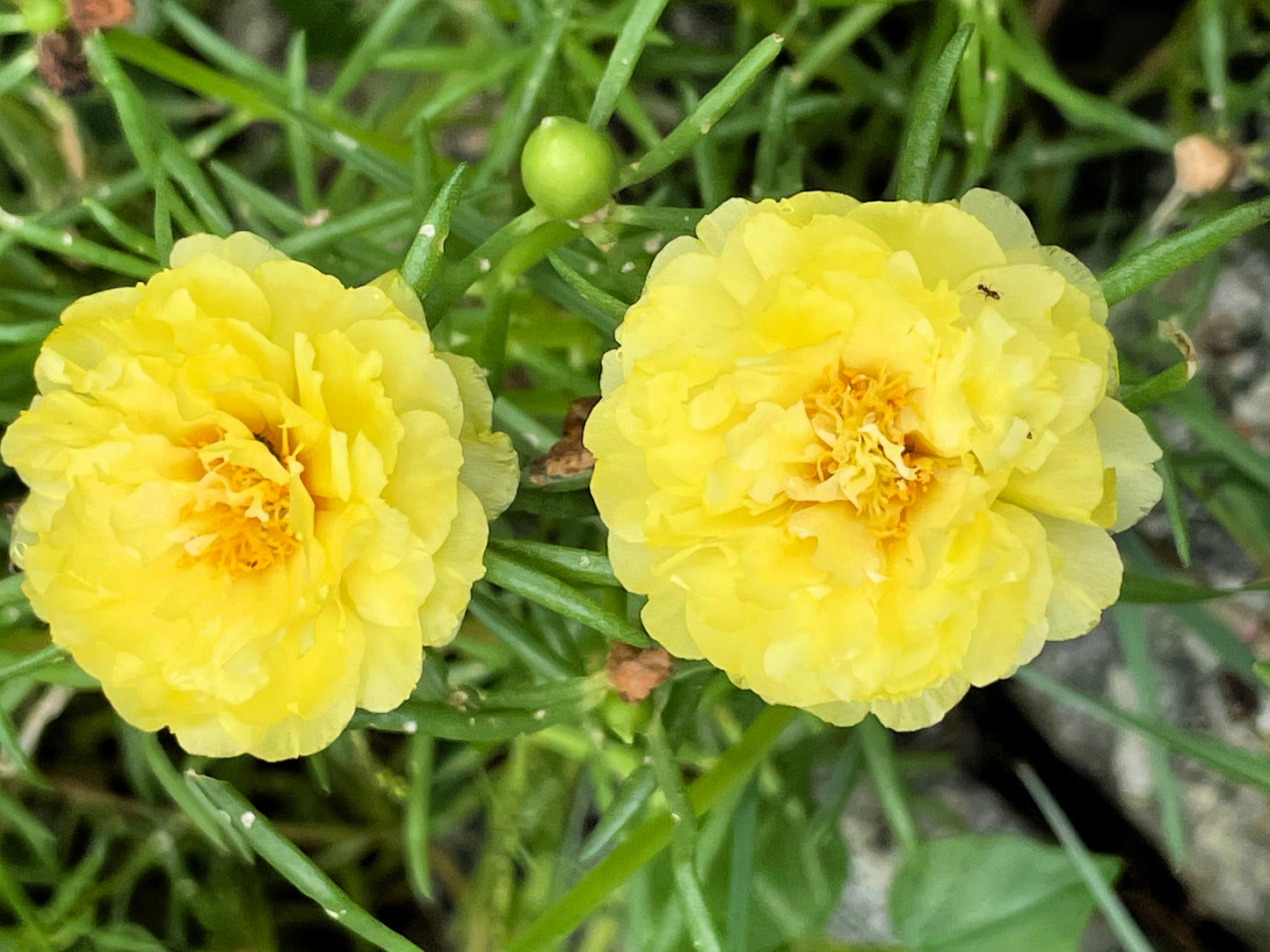 succulent flowers yellow 100 Yellow PORTULACA MOSS ROSE Portulaca Grandiflora Succulent Flower – Seedville USA