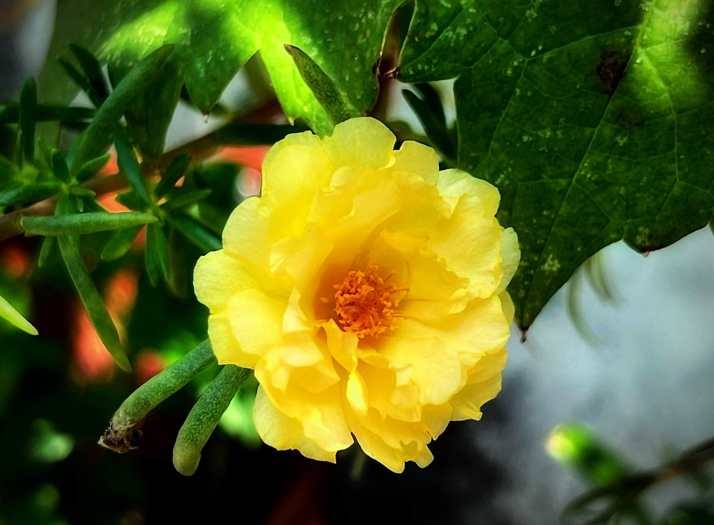 100 Yellow PORTULACA MOSS ROSE Portulaca Grandiflora Succulent Flower Seeds