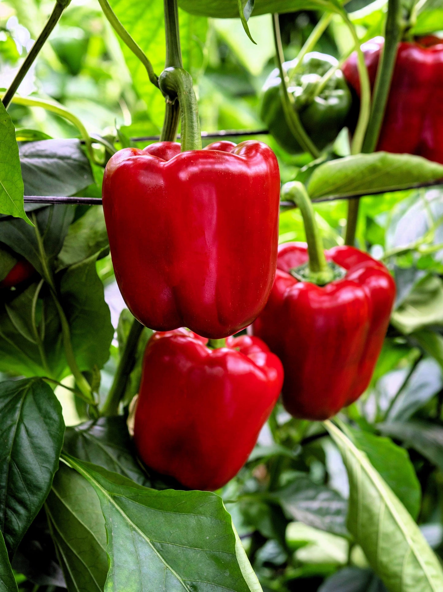 150 Yolo Wonder Sweet RED BELL PEPPER Capiscum Annuum Vegetable Seeds