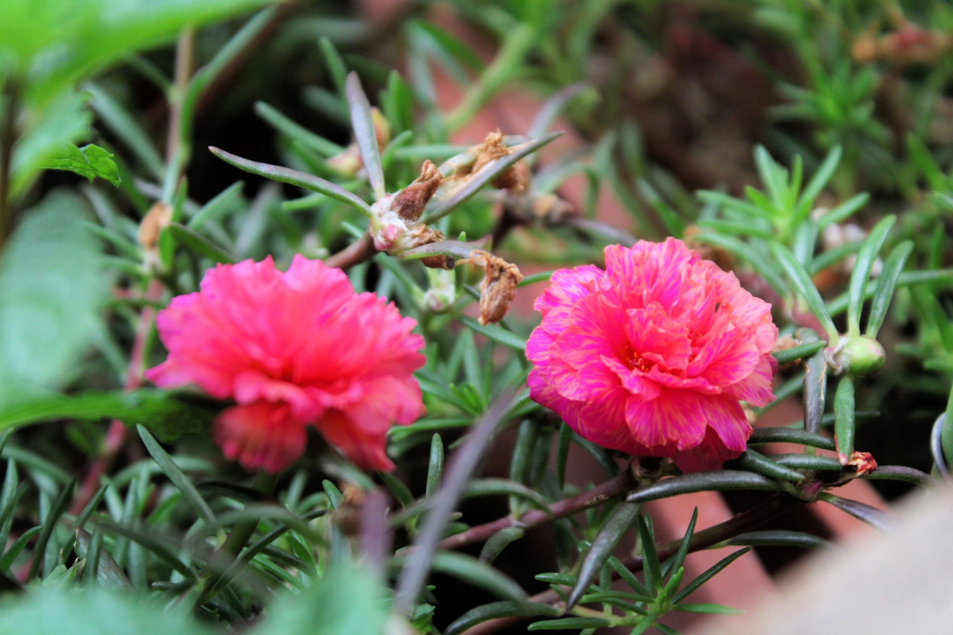 moss rose seeds near me 100 Pink PORTULACA Grandiflora / MOSS ROSE Flower Seeds – Seedville USA