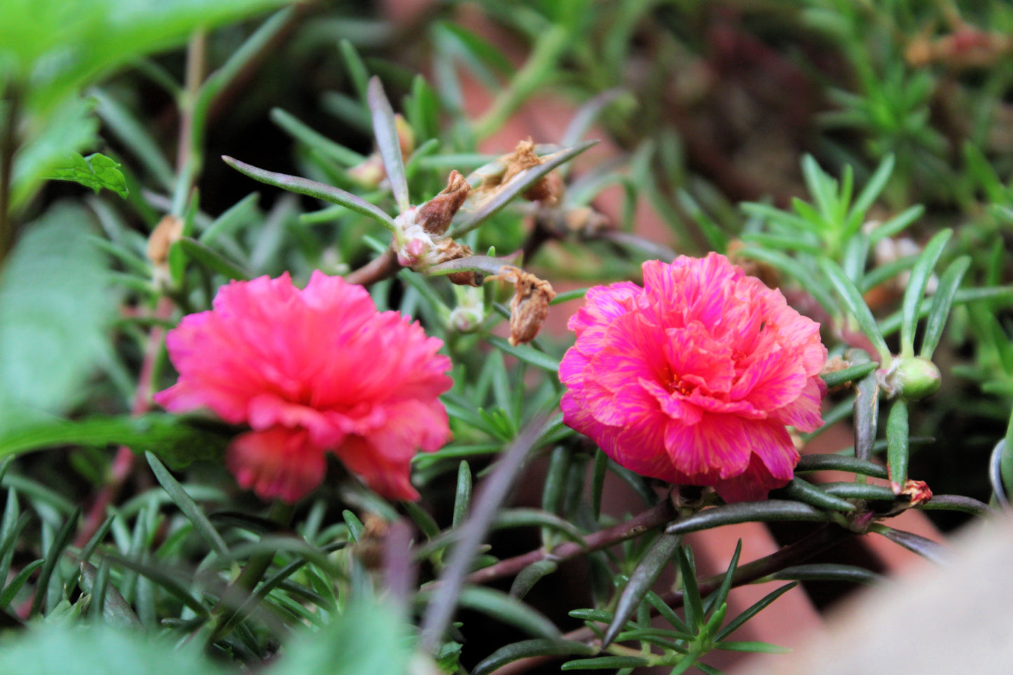 100 Pink PORTULACA Grandiflora / MOSS ROSE Flower Seeds