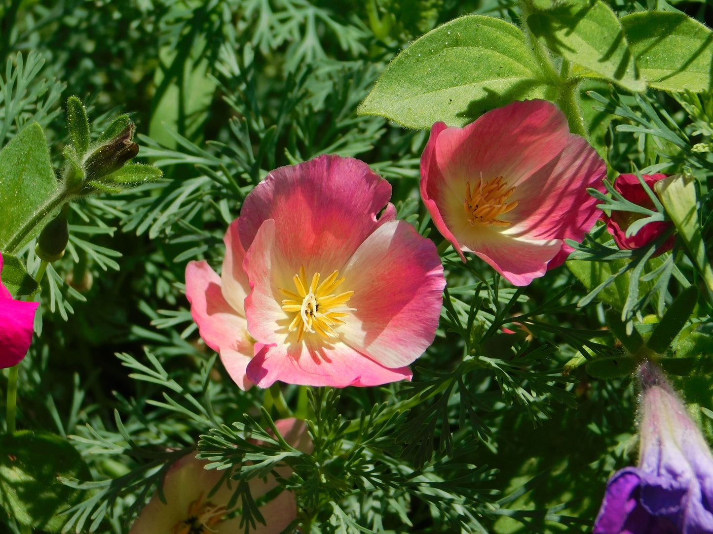 500 CARMINE King CALIFORNIA POPPY Pink Eschscholzia Californica Flower Seeds