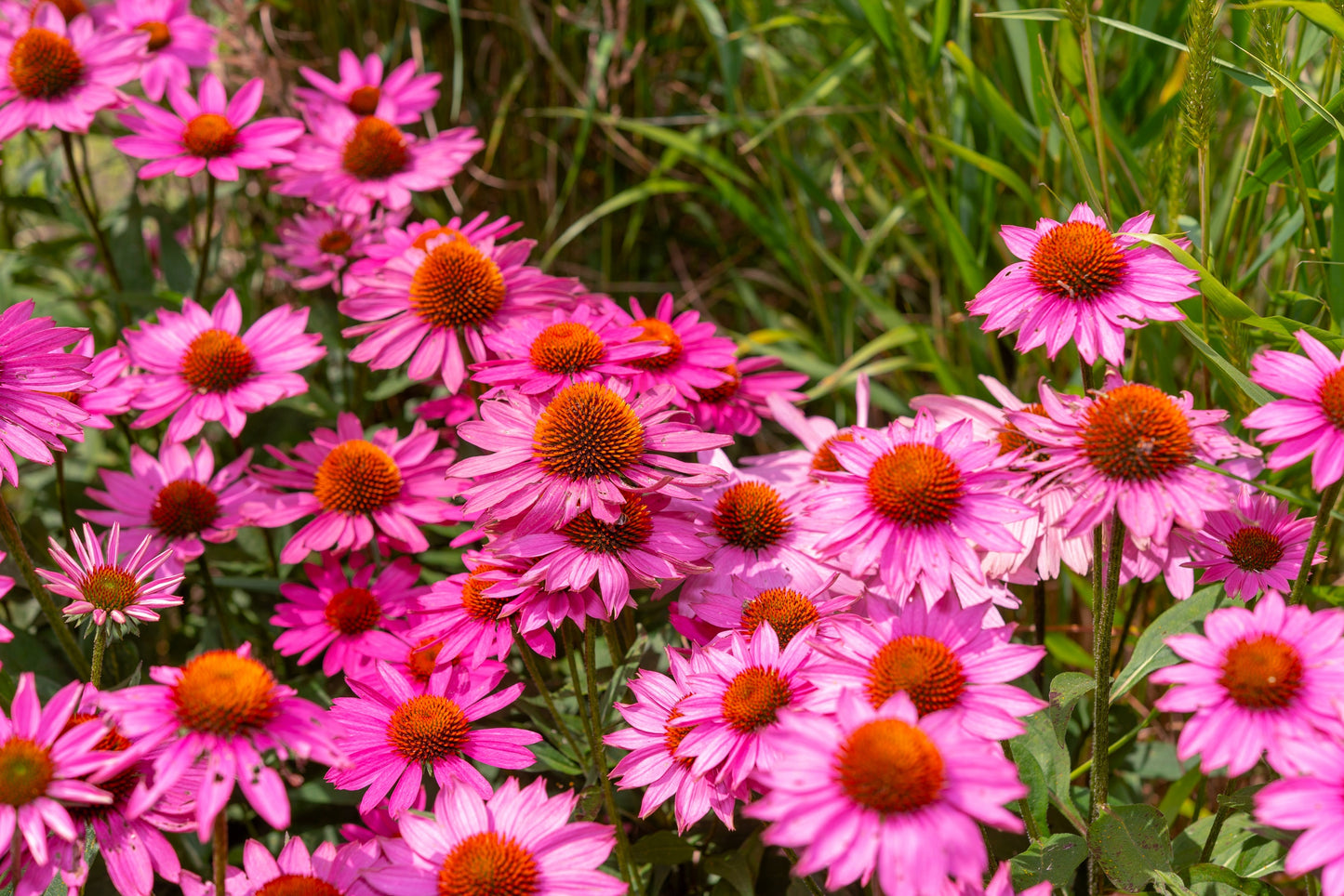 25 BRIGHT STAR CONEFLOWER Echinacea Purpurea Lavender Bright Rose Pink Flower Seeds