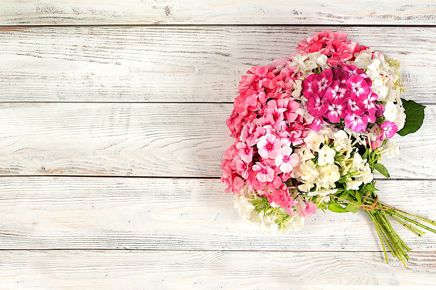 100 PHLOX OF SHEEP Pastel Mix Phlox Drummondii Multicolor Flower Seeds