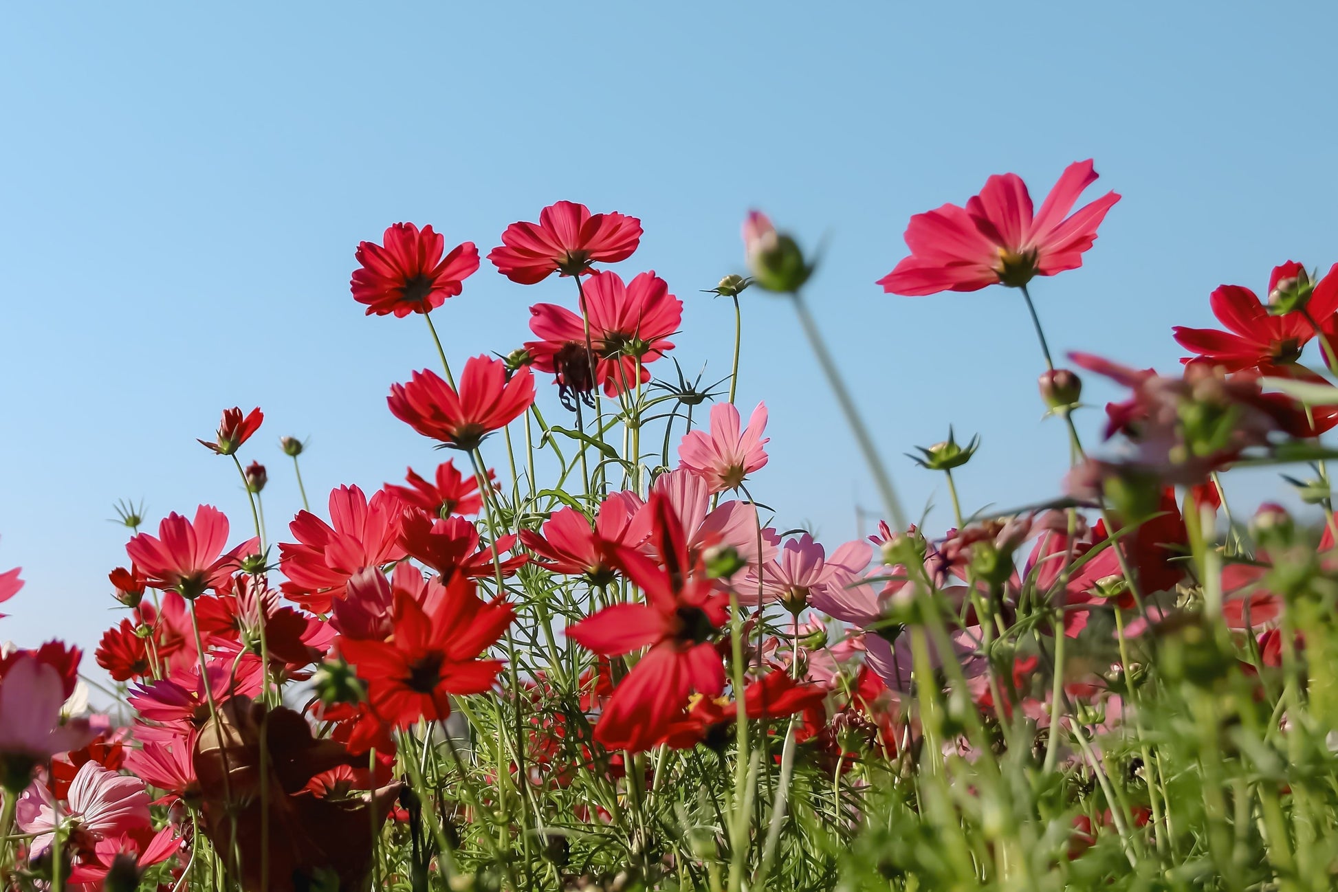 blue cosmos flower seeds 300 RED COSMOS DAZZLER Cosmos Bipinnatus Flower Seeds