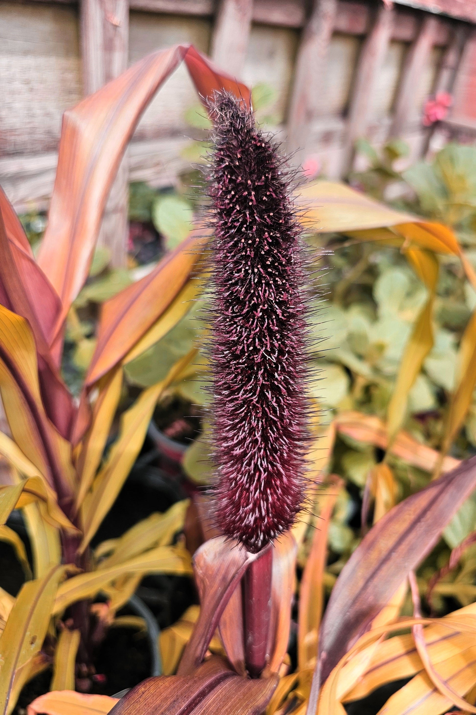 where to buy millet seeds for planting 25 RED JEWEL MILLET Setaria Italica Ornamental Grass Flower Seeds – Seedville USA
