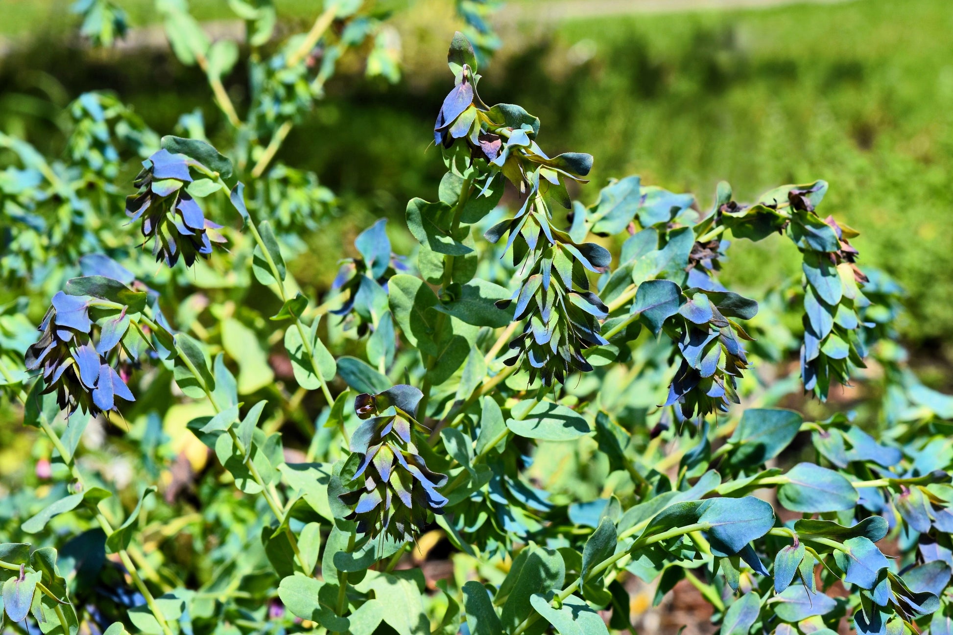 shrimp plant seeds 10 BLUE SHRIMP PLANT / Honeywort Cerinthe Major Flower Seeds