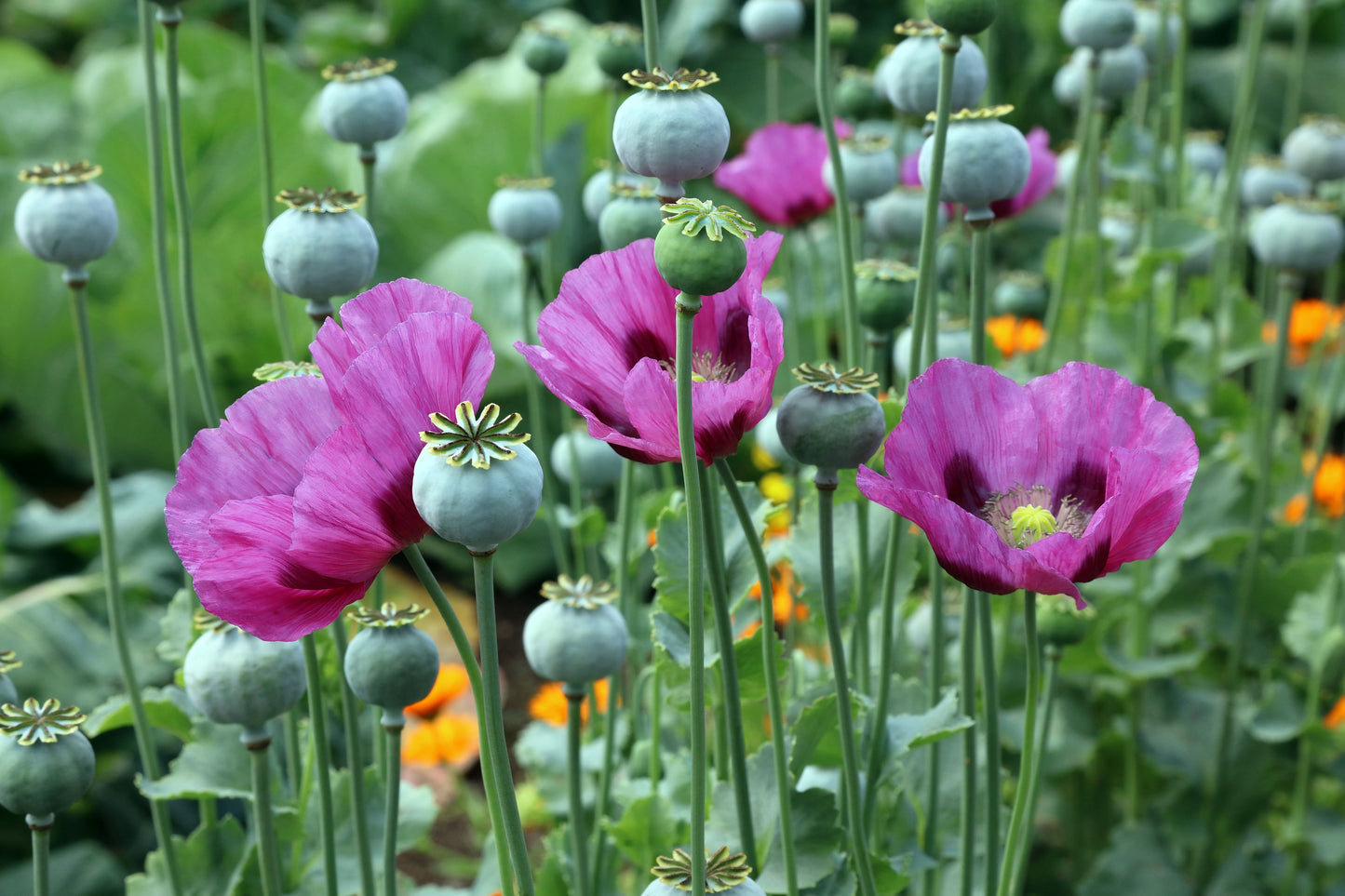 1000 HUNGARIAN BREADSEED POPPY Papaver Somniferum Purple Blue Flower Seeds