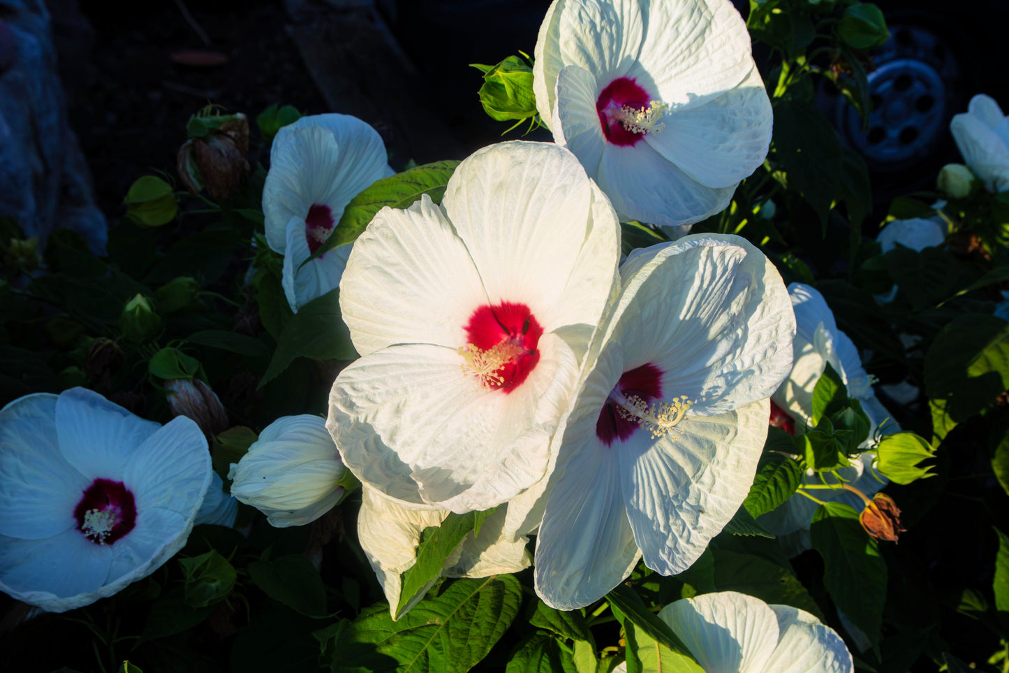 25 Luna WHITE HARDY HIBISCUS Hibiscus Moscheutos Flower Seeds