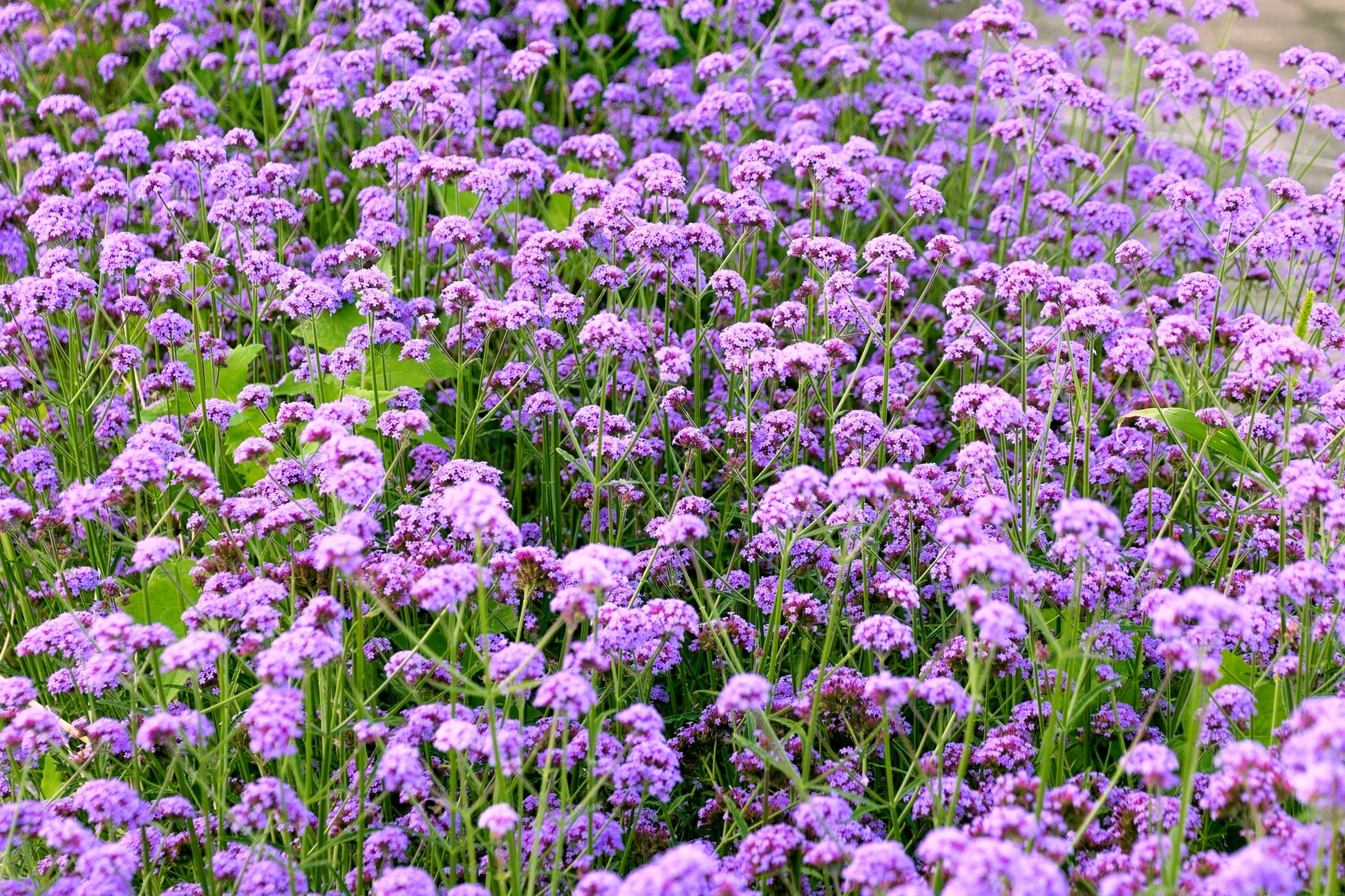 buenos aires plants 150 BUENOS AIRES VERBENA Brazilian Purple Bonariensis Patagonica Flower Seeds