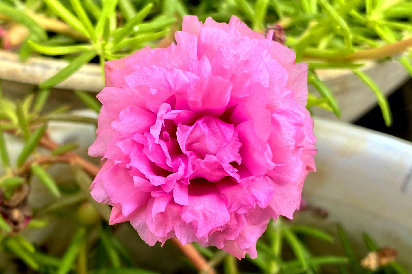 100 Pink PORTULACA Grandiflora / MOSS ROSE Flower Seeds