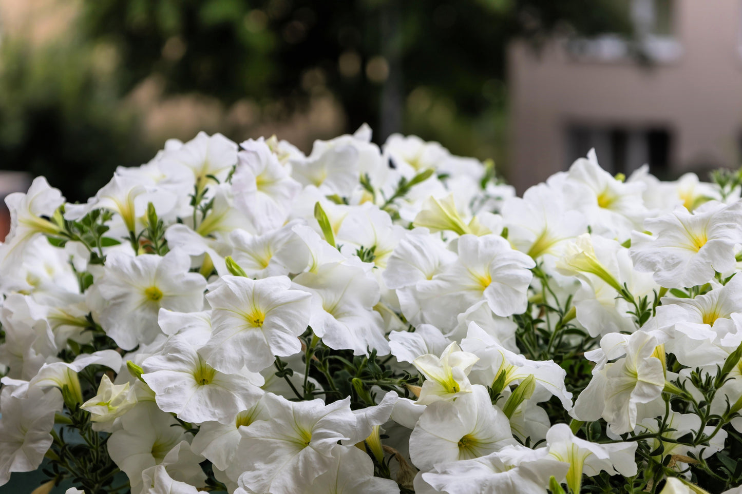 25 WHITE PETUNIA Grandiflora Flower Seeds