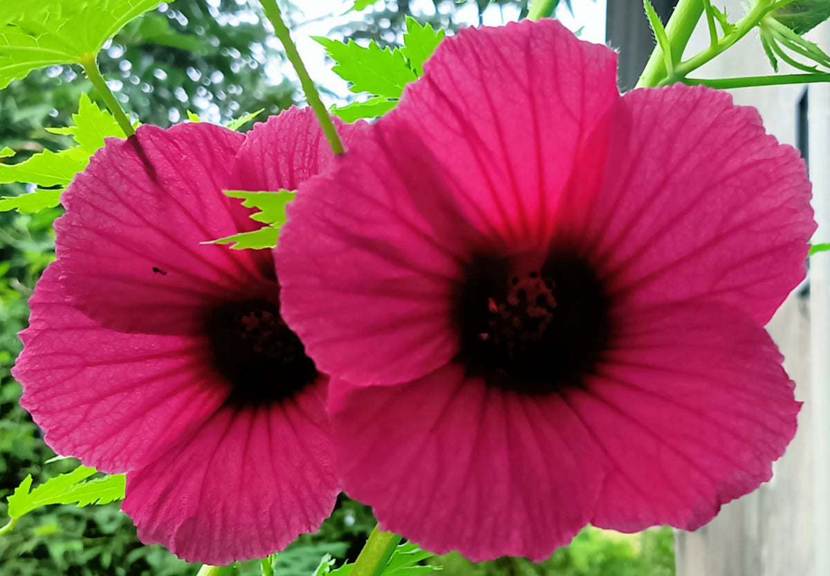 10 graines Kénaf (Hibiscus cannabinus chanvre du Deccan 10 graines Kénaf (Hibiscus cannabinus chanvre du Deccan