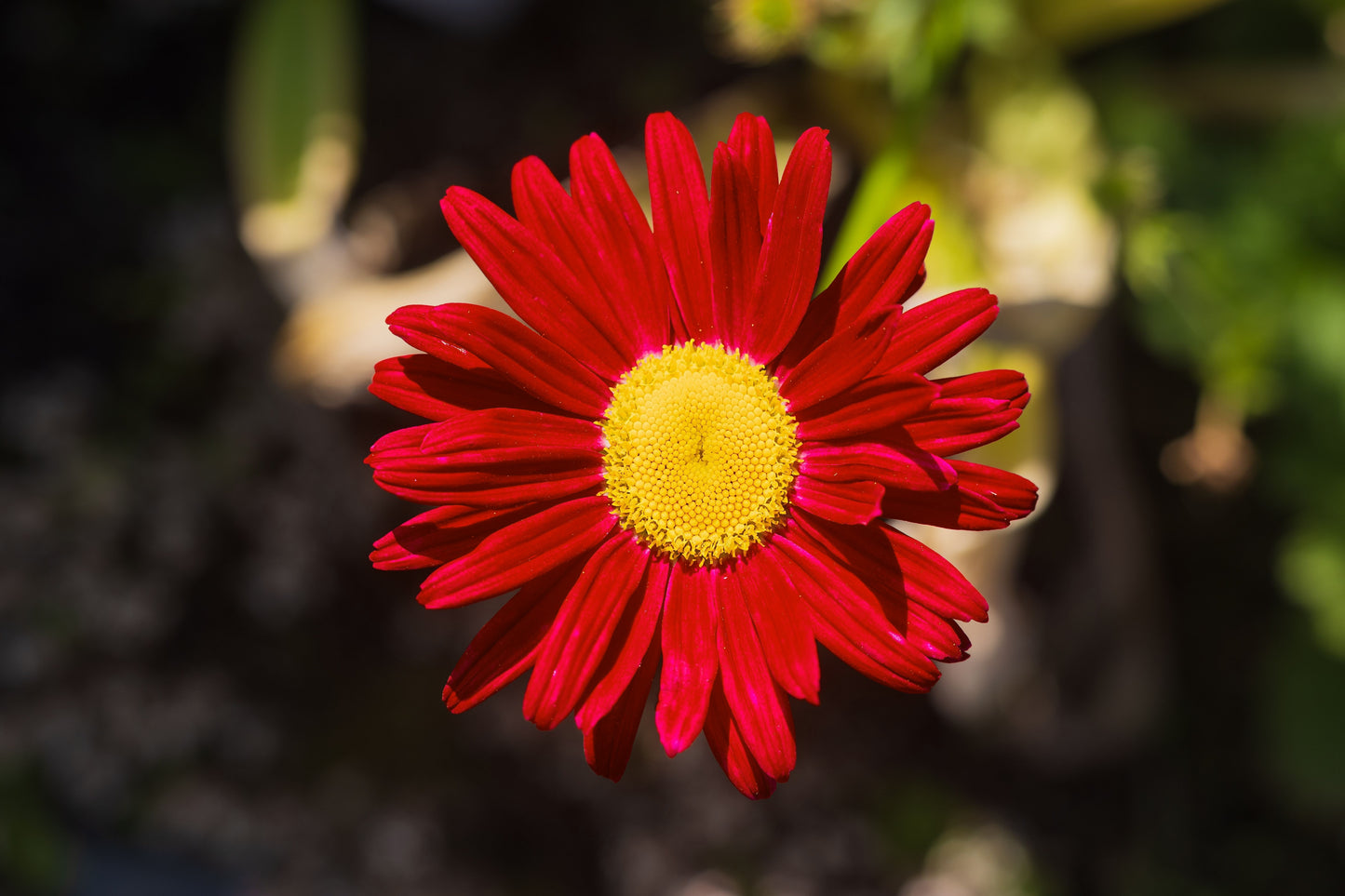 100 RED ROBINSONS DAISY Painted Chrysanthemum Coccineum Pyrethrum Flower Seeds