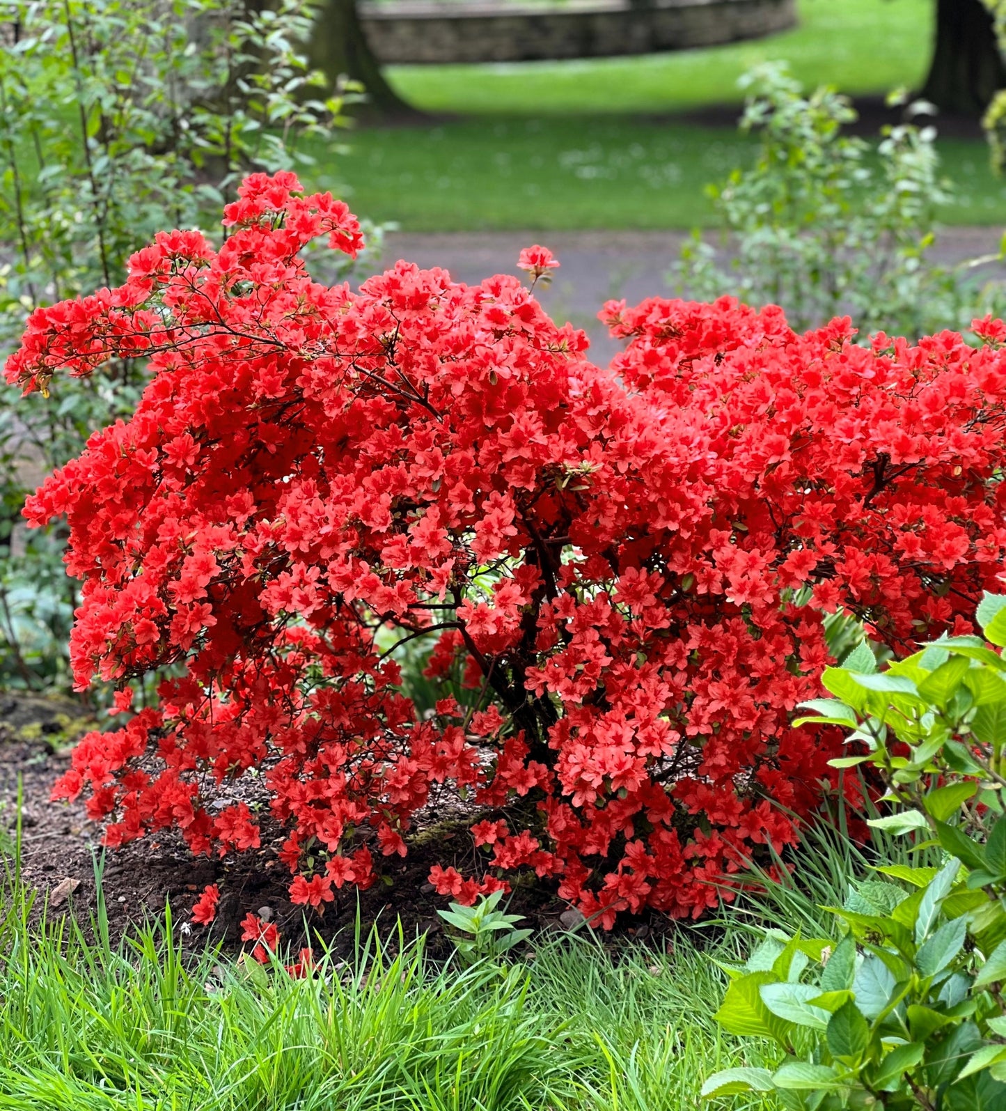 10 RED CUMBERLAND AZALEA Rhododendron Cumberlandense Bush Shrub Flower Seeds