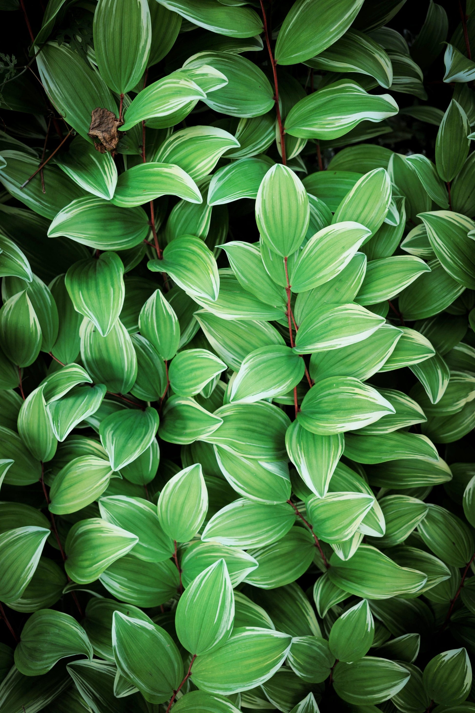 solomon plant succulent 15 Variegated SOLOMONS SEAL Polygonatum Biflorum Canaliculatum Flower Seeds