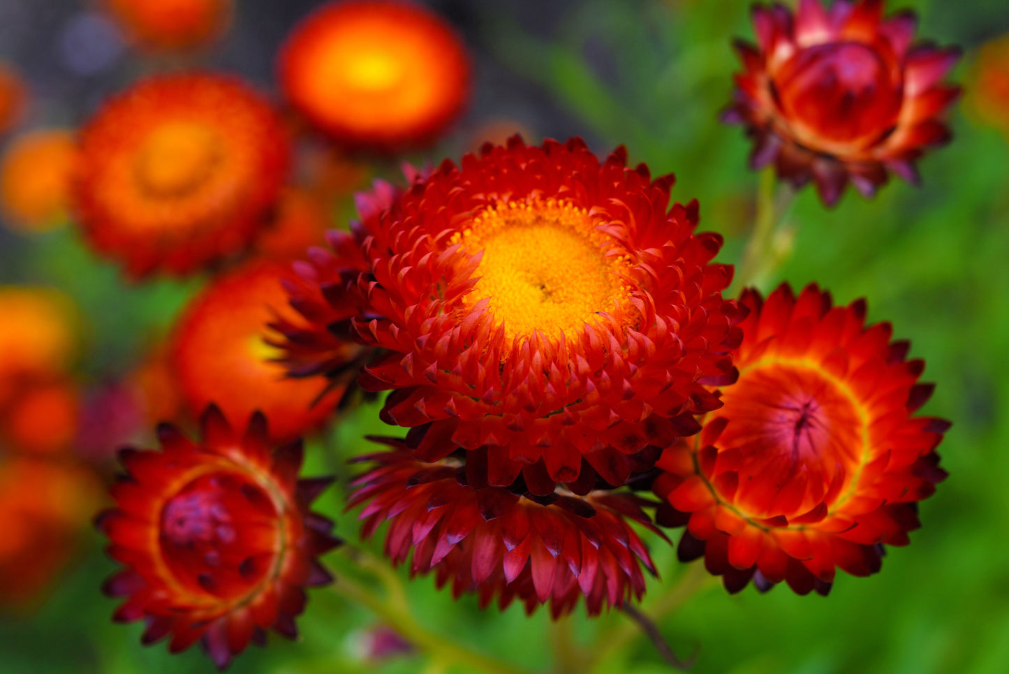 100 Red FIRE BALL STRAWFLOWER Helichrysum Monstrosum Flower Seeds